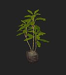 植物