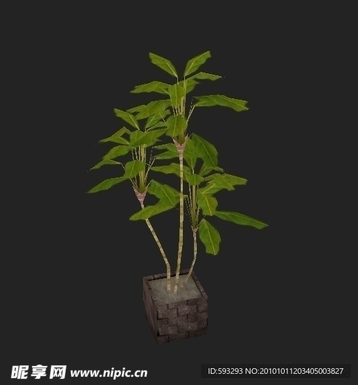 植物
