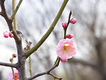 花之语系列 桃花