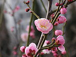 花之语系列 桃花