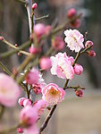 花之语系列 桃花