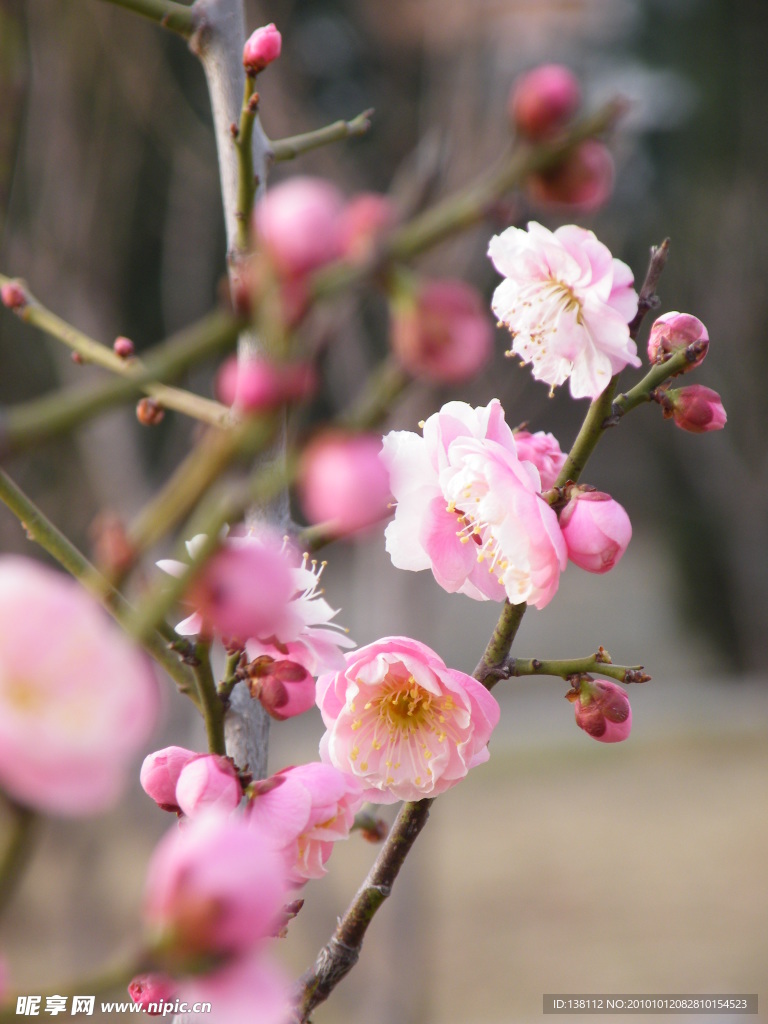 花之语系列 桃花