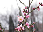 花之语系列 桃花