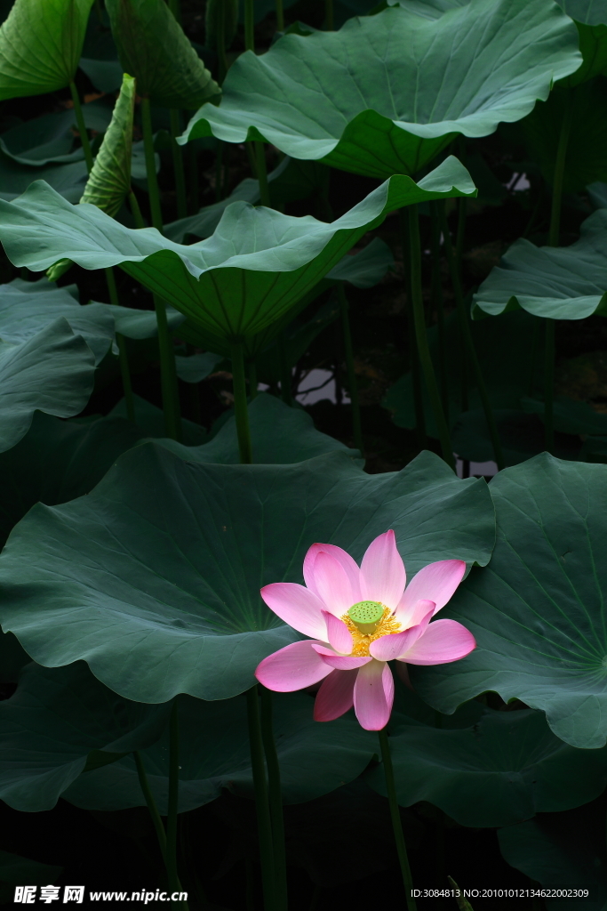 荷花