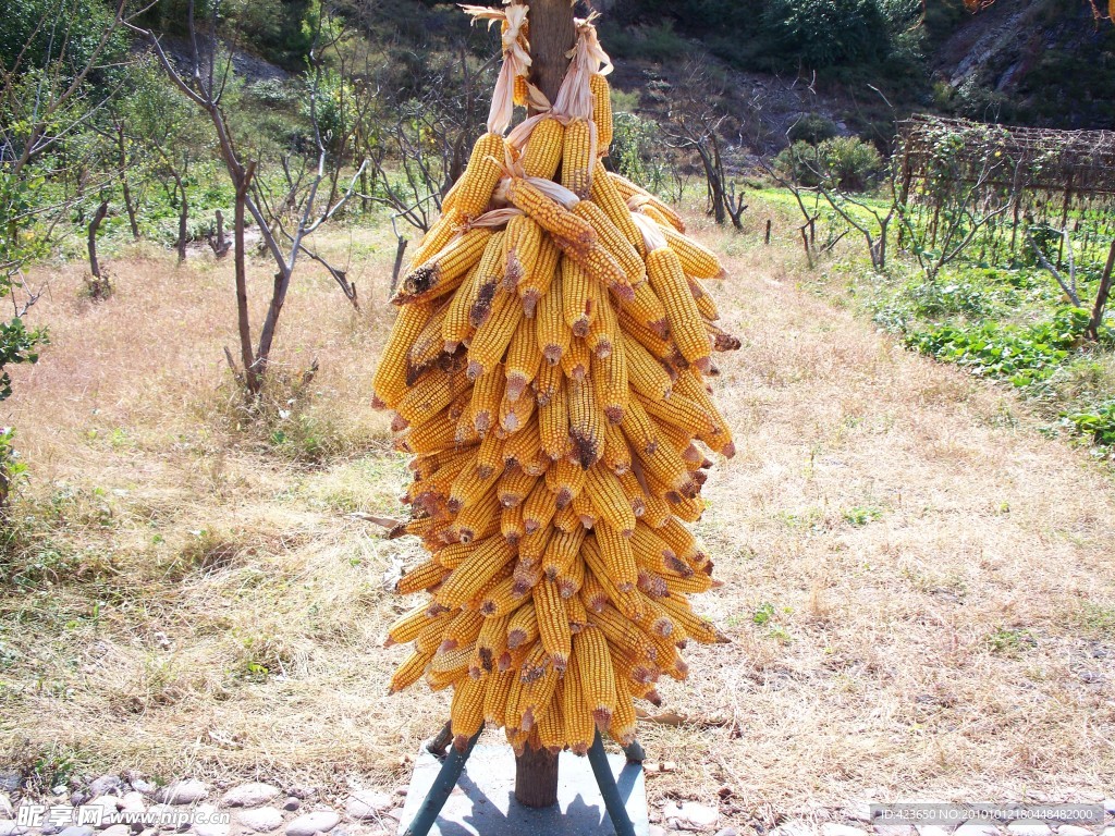 玉米架