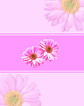 粉色花