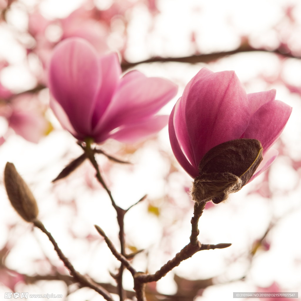 木兰花