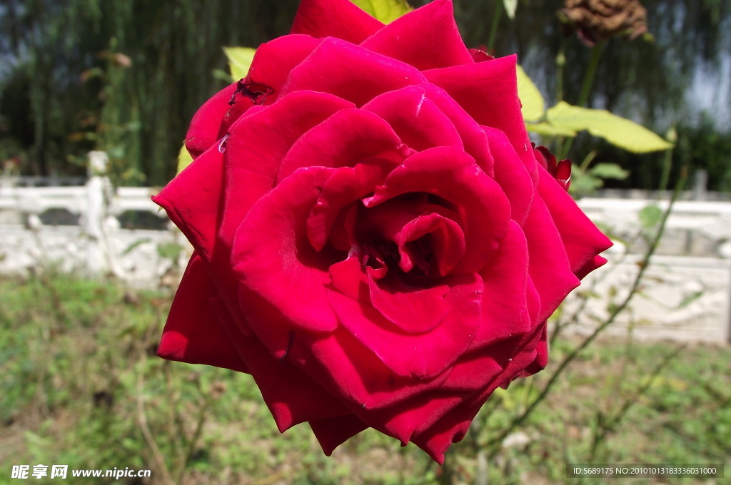 月季花