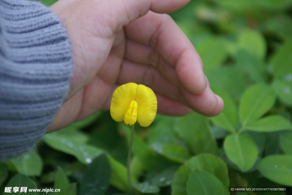 黄色小花 花生