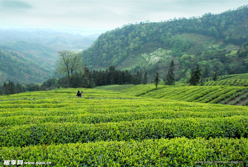 茶山风光