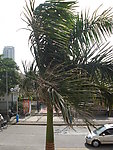 椰树