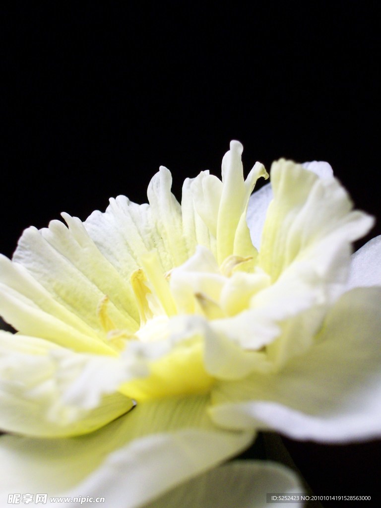 花朵近照