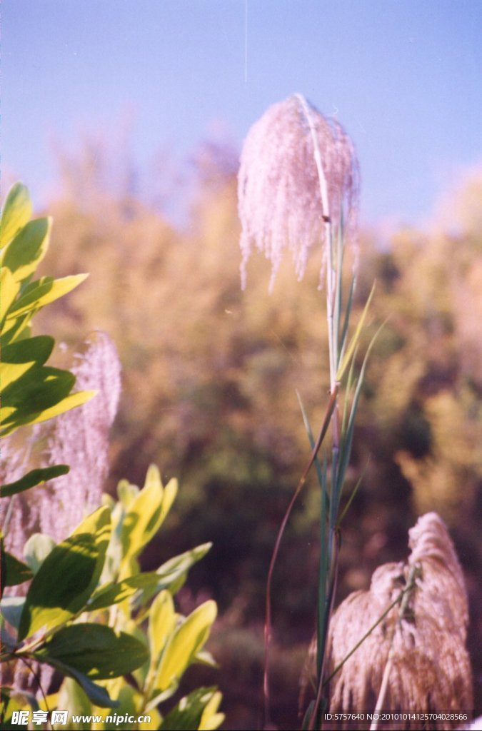 野草