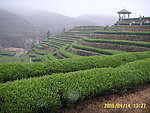 茶园风光