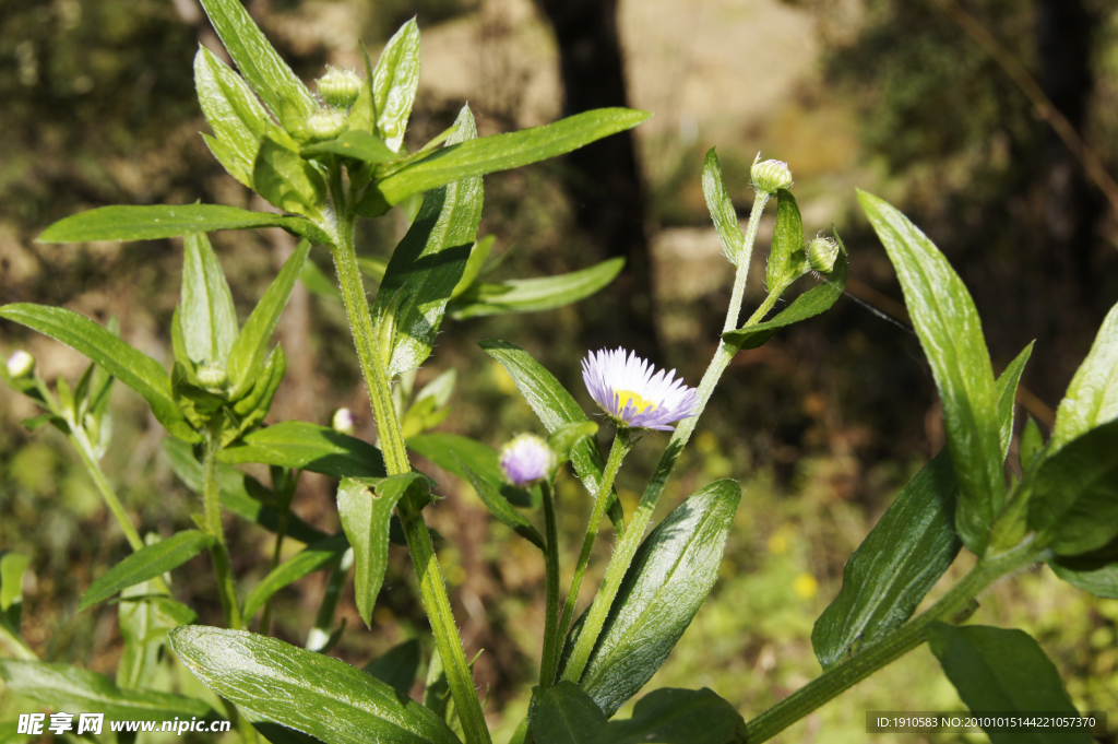 野菊花