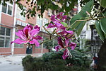 紫荆花
