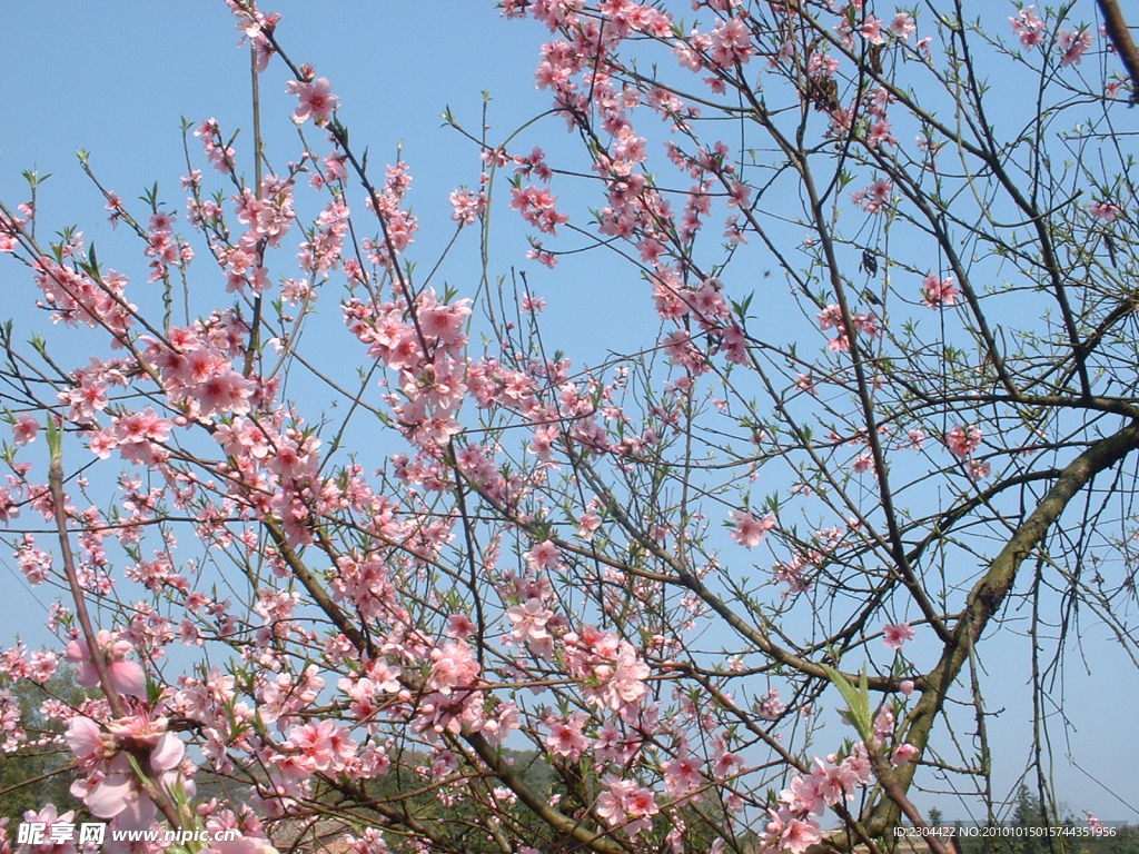 桃花