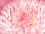 菊花特写