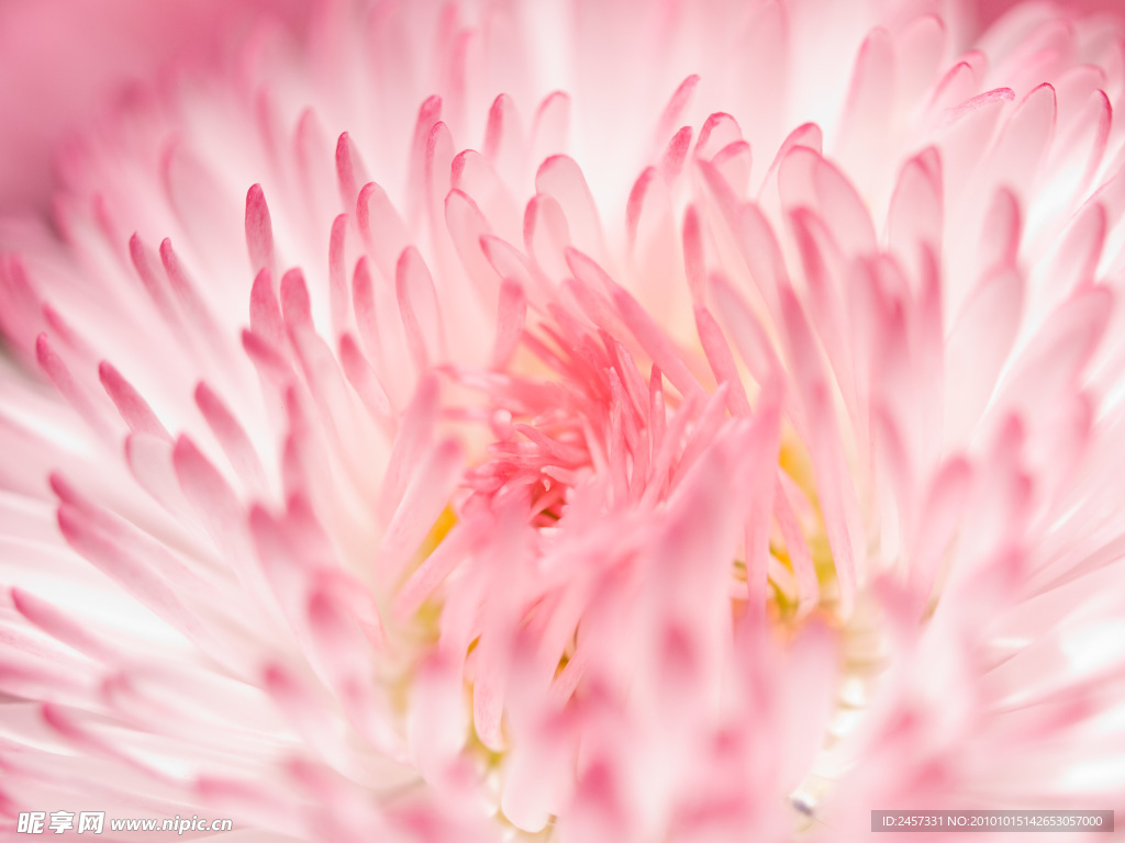 菊花特写