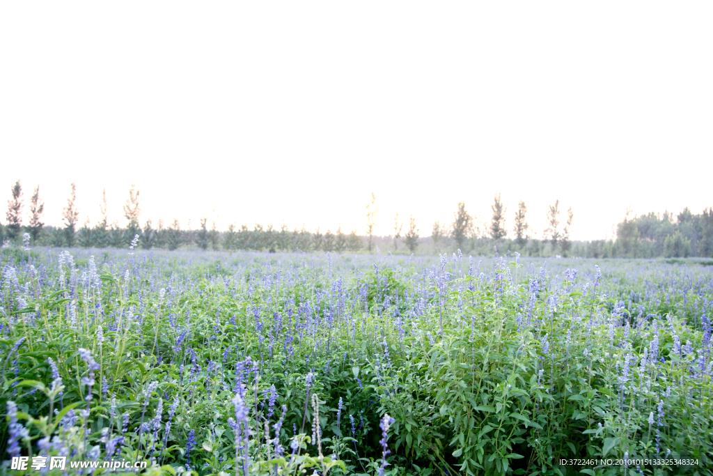 薰衣草田地