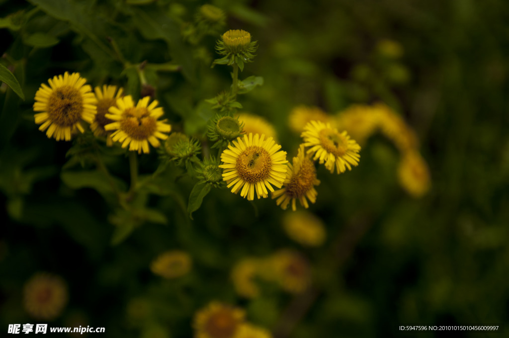 黄色小野菊