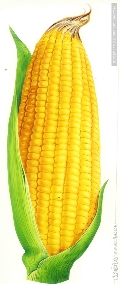 PSD高清玉米图