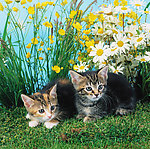 猫图片