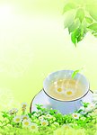 杭白菊