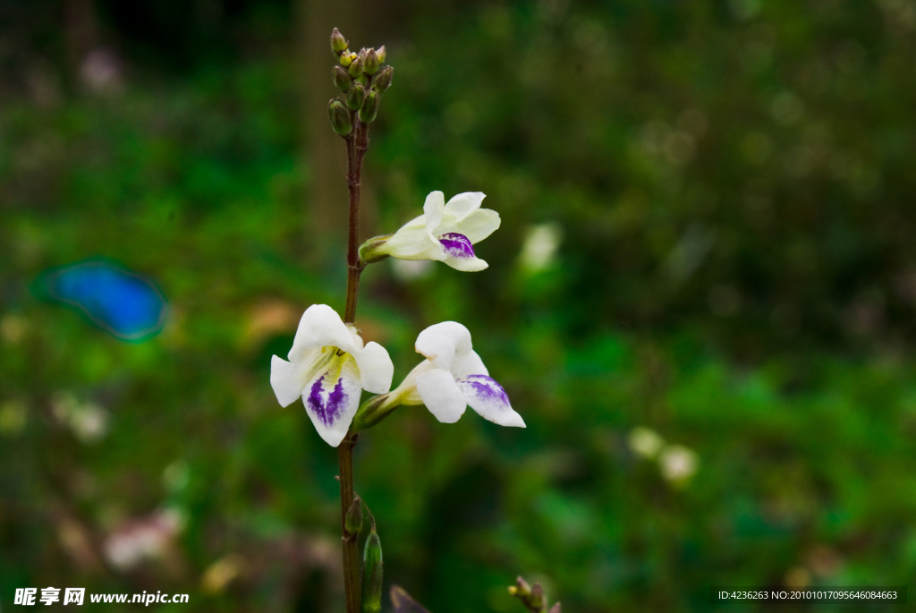 小花