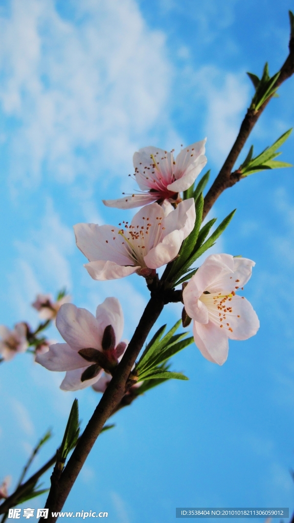 桃花