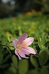 春天的花朵