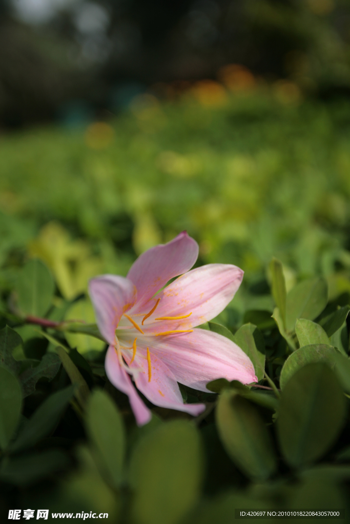 春天的花朵