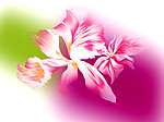 手绘花写实