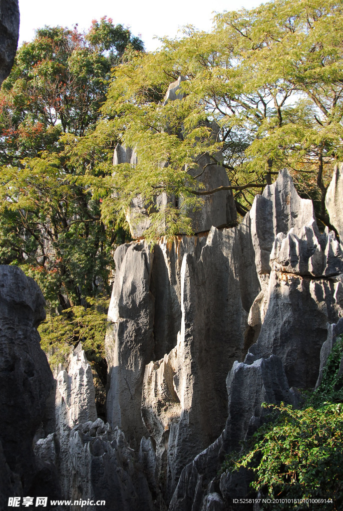 石林