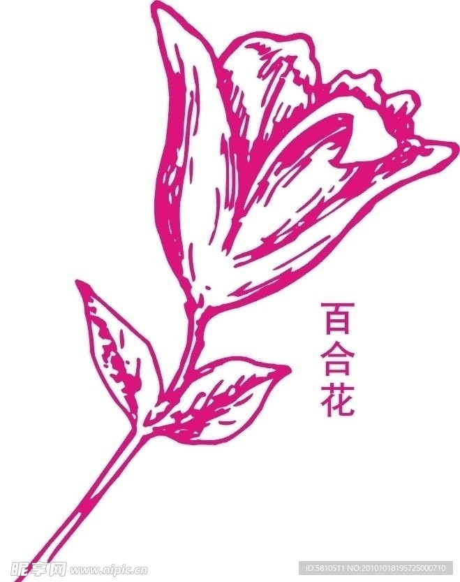 百合花