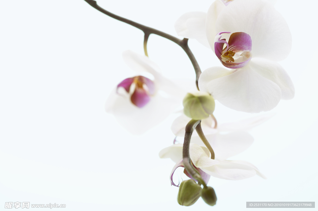 花朵图片