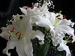 百合花