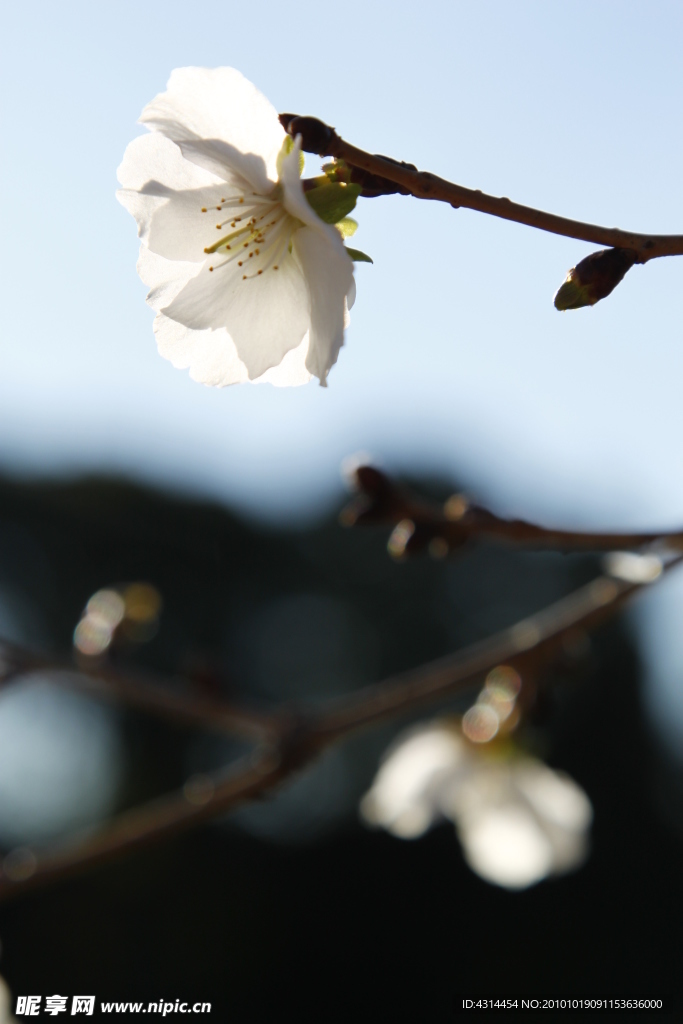 樱花