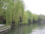 杨柳岸