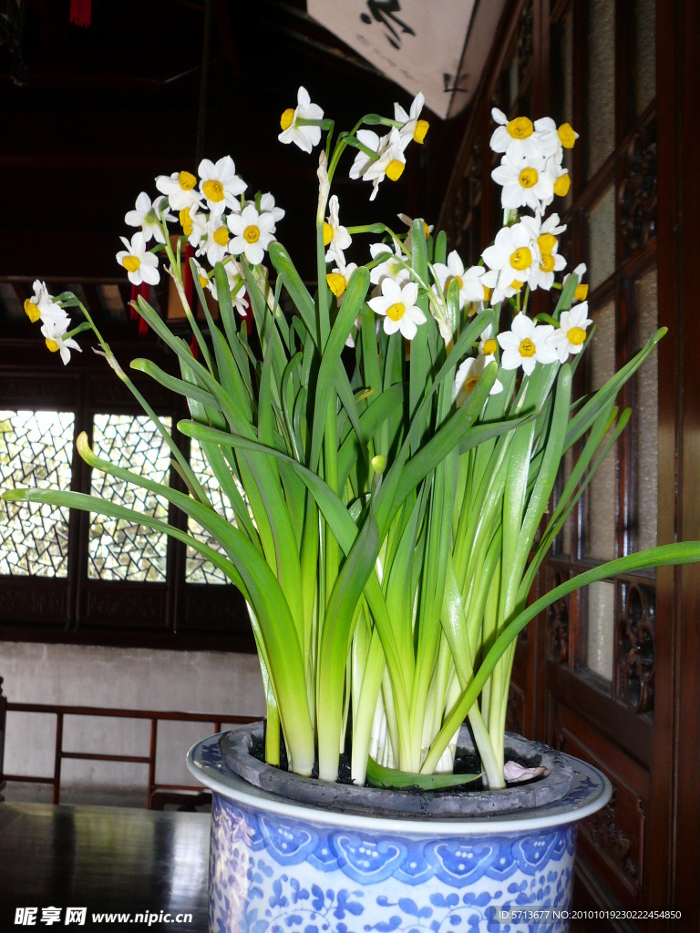 花草