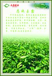 品普茶业 恩施玉露