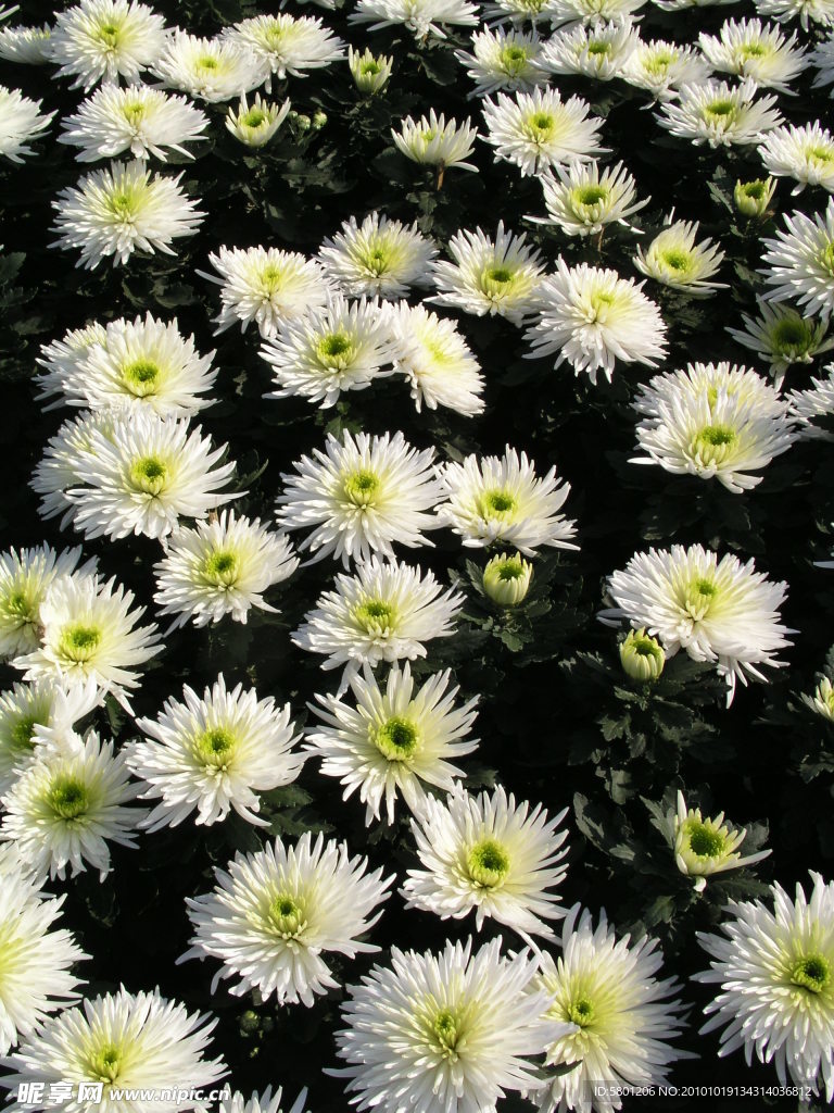 菊花 秋菊