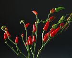 蔬菜特写
