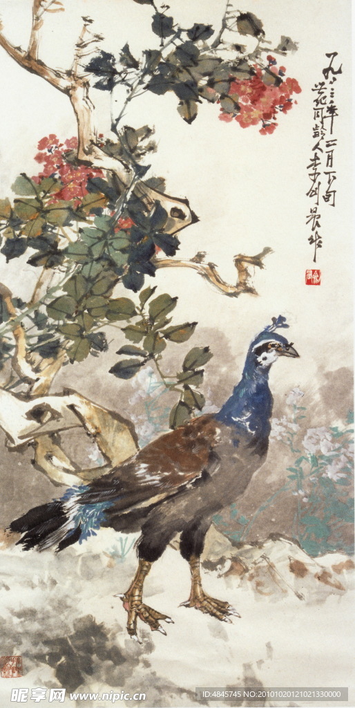 孔雀