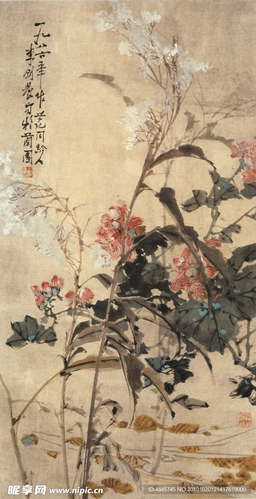 芦花芙蓉
