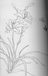 工笔线描杜鹃 百合 国画 花草