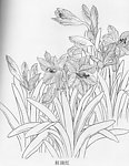 工笔白描 花鸟
