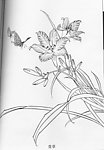 工笔白描 花鸟