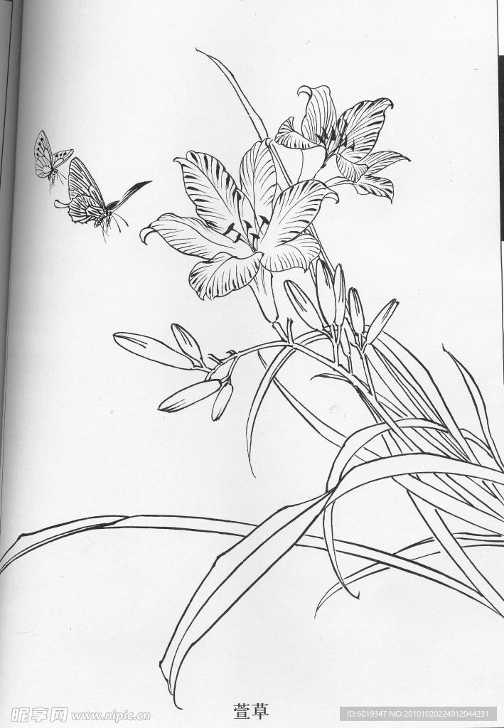 工笔白描 花鸟