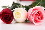 玫瑰花